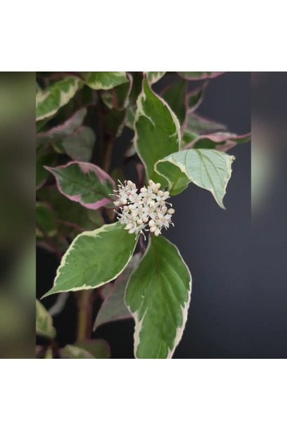 Цветы Дерена белого Миракл